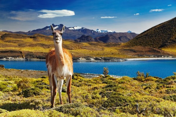 Llama in Torres del Paine