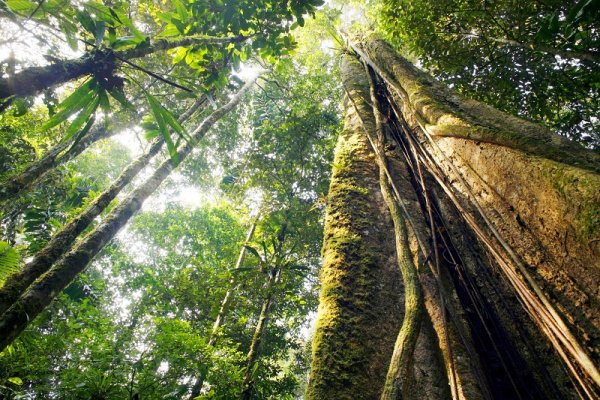 Amazon Rainforest Responsible Tourism How To Make It Work