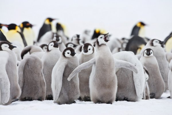 Emperor penguin chicks in the Snow Hill Island