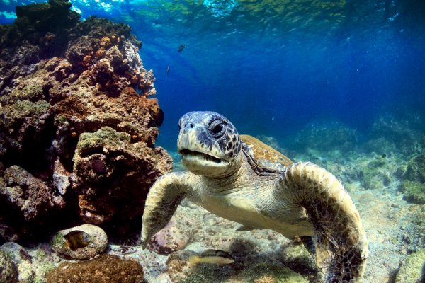 Sea Turtle, Galapagos Islands