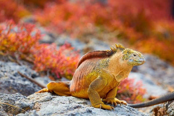 Red yellow iguana in Galapagos 