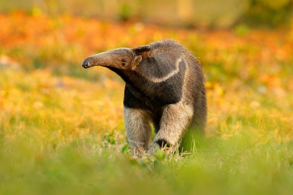 Giant Anteater, wildlife watching in Brazil