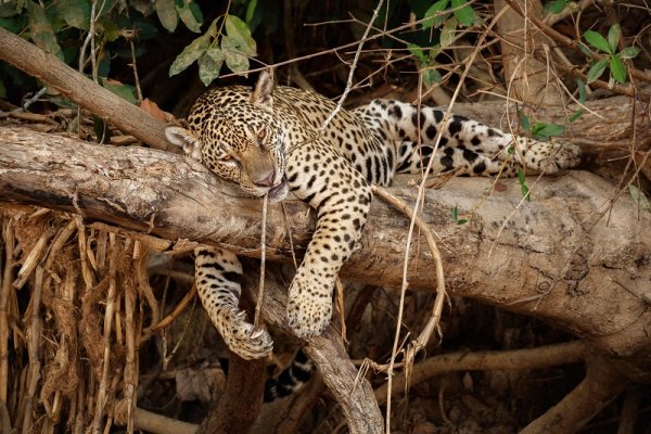 Wildlife of Amazon rainforest, Brazil