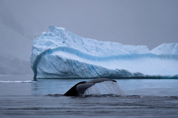 Blue whale tail in Antarctica