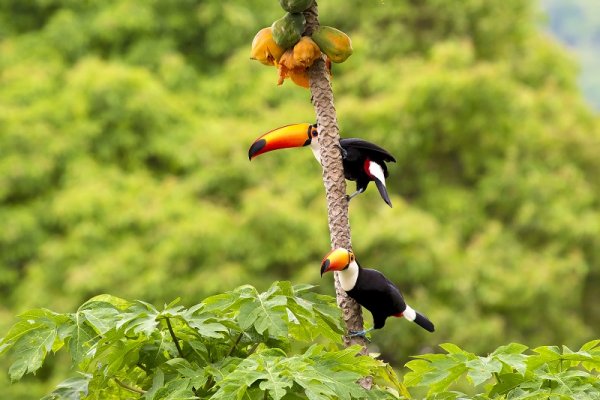 Tucan in the Amazon Jungle