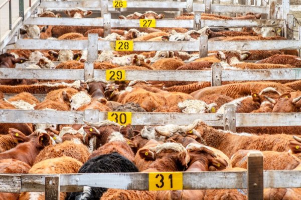 The largest cattle market in the country, Liniers