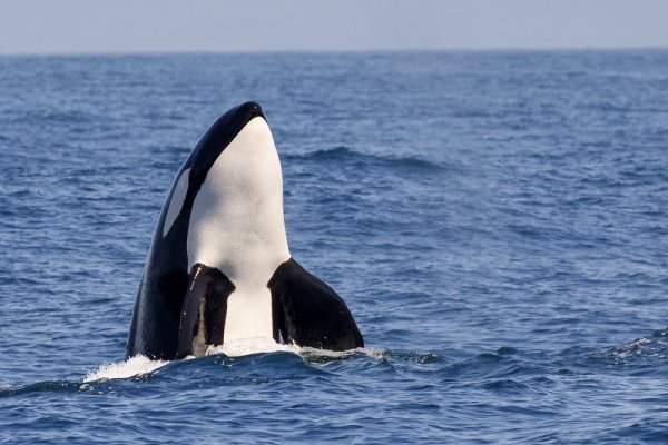 Killer whale jumping out of the water in Antarctica