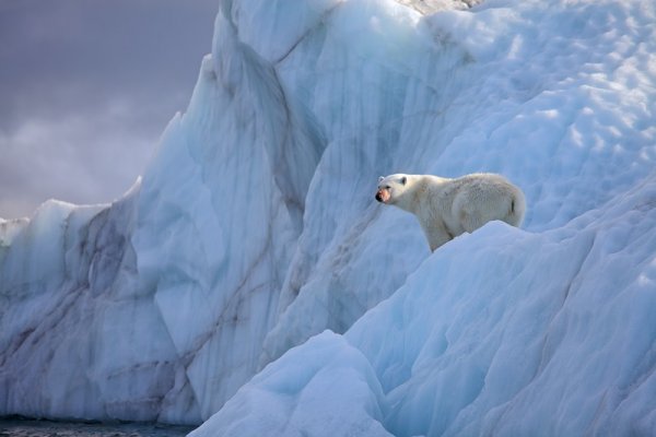 Polar bear on an iceberg, Spitsbergen