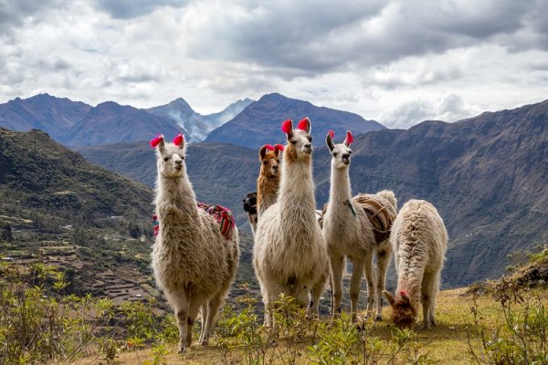 Llamas in the Andean Mountains of Machu Picchu