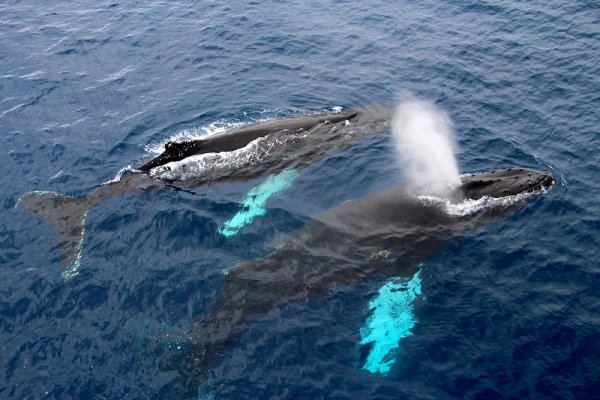 Whales swimming together in Antarctic waters