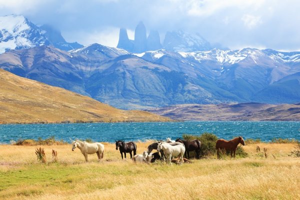 Wild horses in Torres del Paine National Park