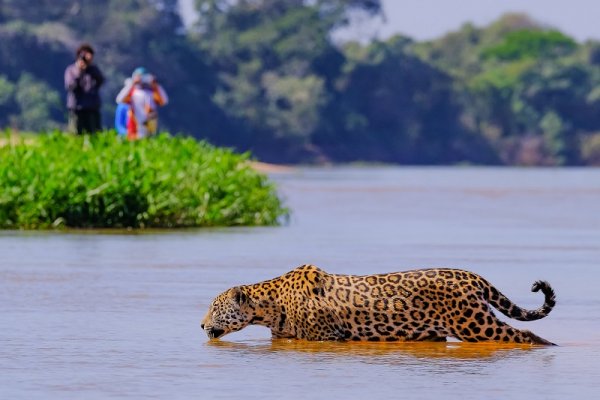 Jaguar walking in the river, Brazil