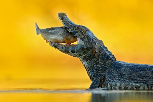 Caiman