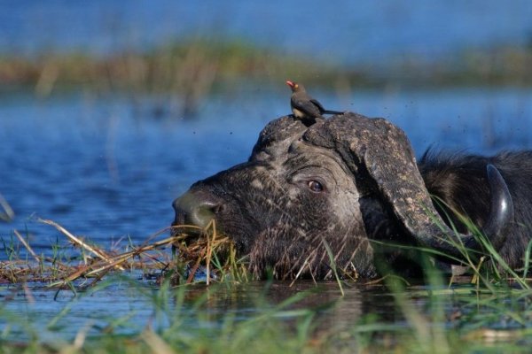 Chobe National Park Cape Bufallo