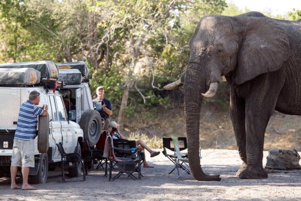 Chobe National Park Hungry Elephant attacks tourist