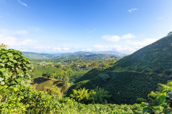 Coffee hills on Colombia's coffee triangle 