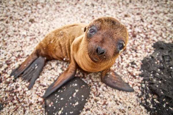 Galapagos Sea Lion 