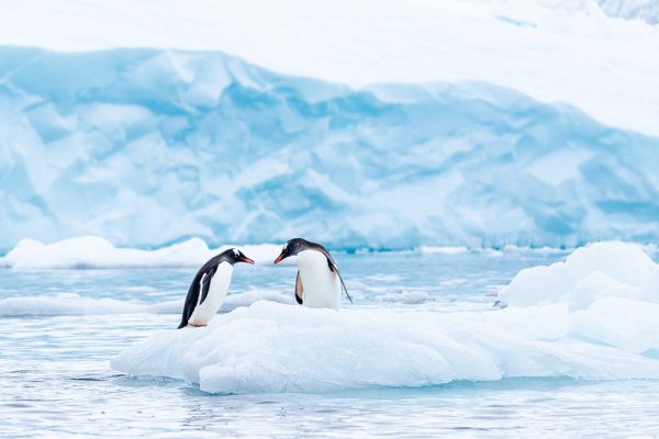 Gentoo Penguins in Antarctica