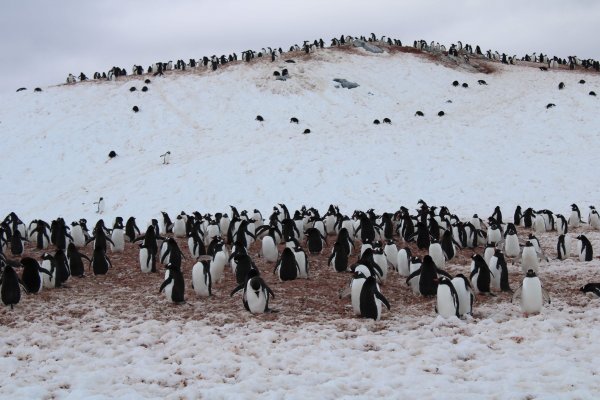 Penguin colony Antarctica