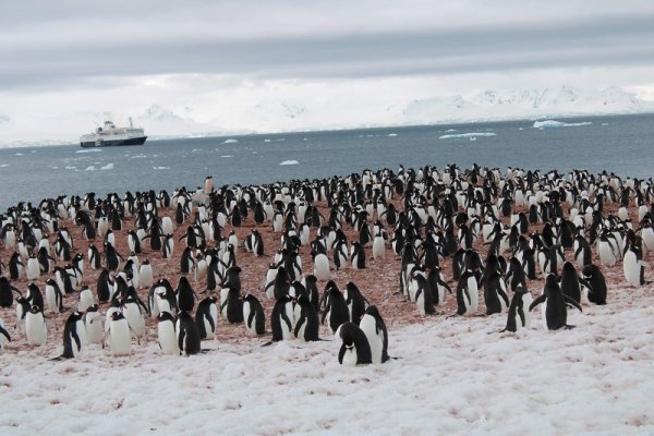 Penguin colony in Antarctica