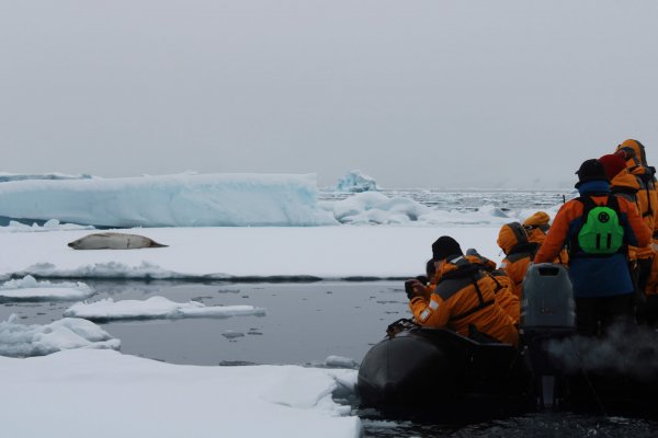 Antarctica wildlife 