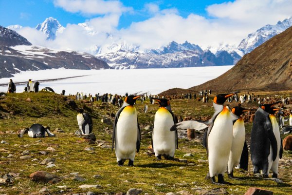 Kind Penguin colony in South Georgia