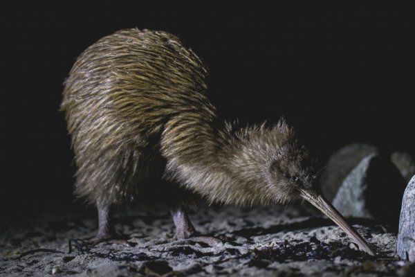 Kiwi on the beach stewart island 