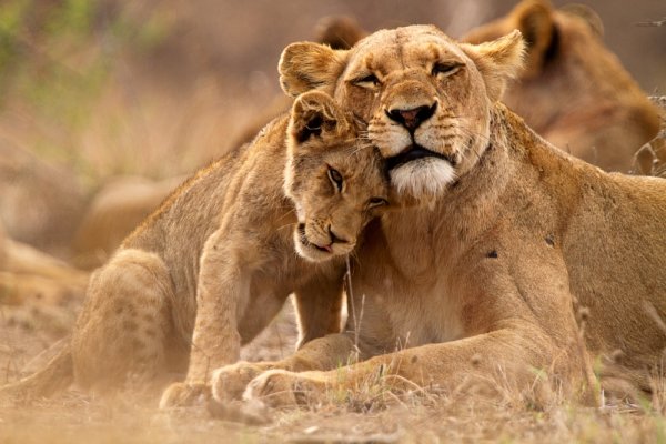 Kruger Park Safari shutterstock 1078246298