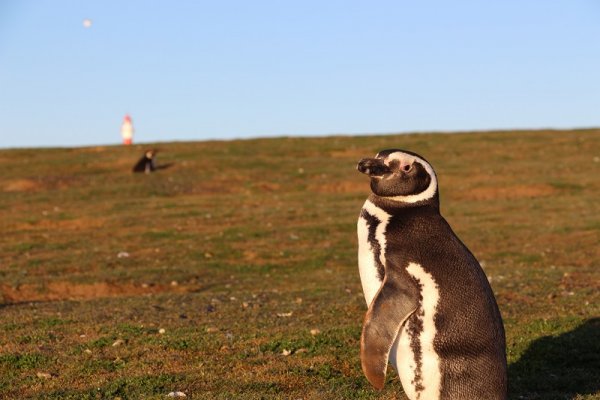 Penguin on Magdalena Island