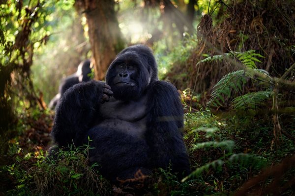 Mountain gorilla Mgahinga National Park in Uganda 
