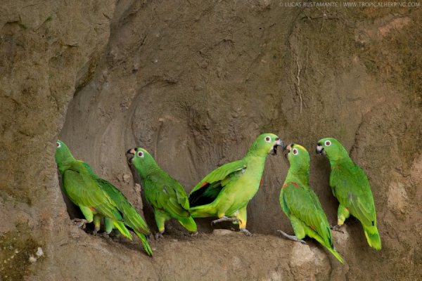 Parrot licking