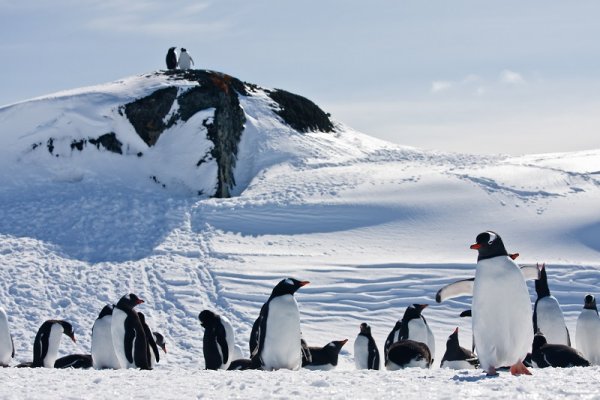 Group of penguins in the snowy hills of the Antarctic 