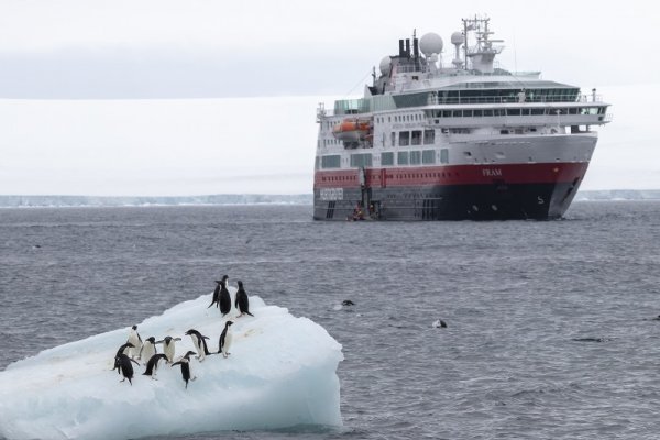 Fram cruise ship sailing in the background of Gentoo penguins 