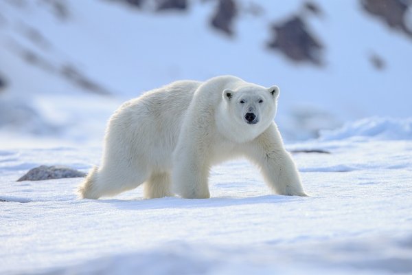 Polar Bear in Spitsbergen