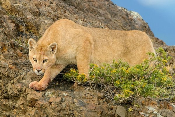 Puma Torres Del Paine.