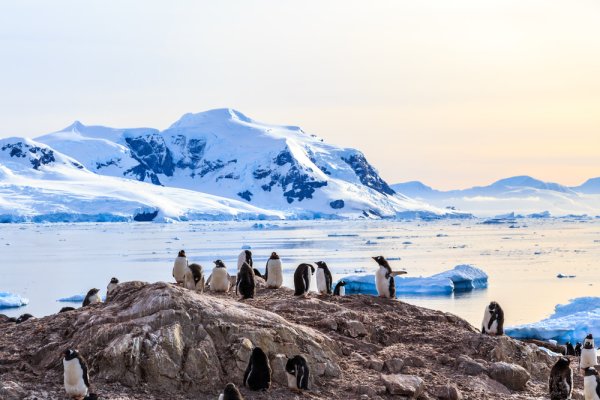 best Antarctica cruise group of gentoo penguin