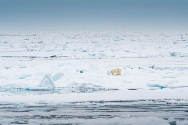 Polar Bear on an Ice Pack