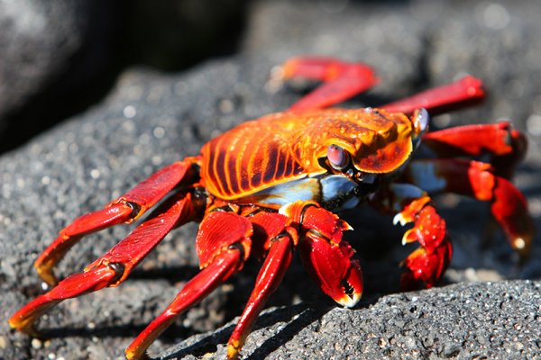 Sally Lightfoot Crabs