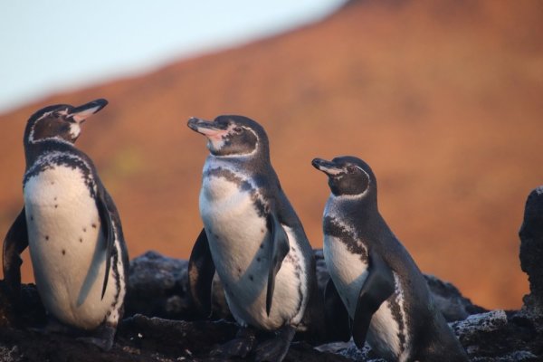 Galapagos Penguin