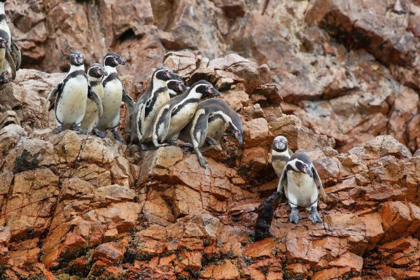 Humboldt Penguins on a rocky cliff face