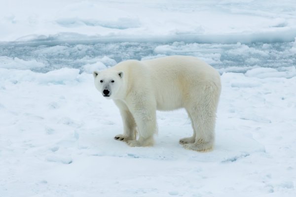 Polar bear standing on the ice, looking towards the camera