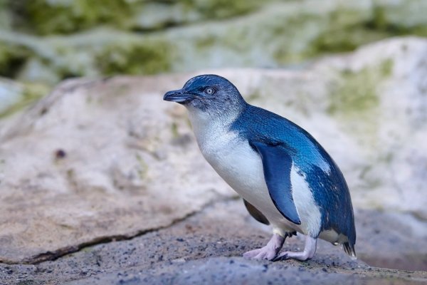 Little Blue Penguin