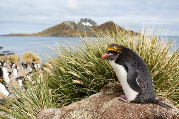 Macaroni Penguin on a rock with grass behind