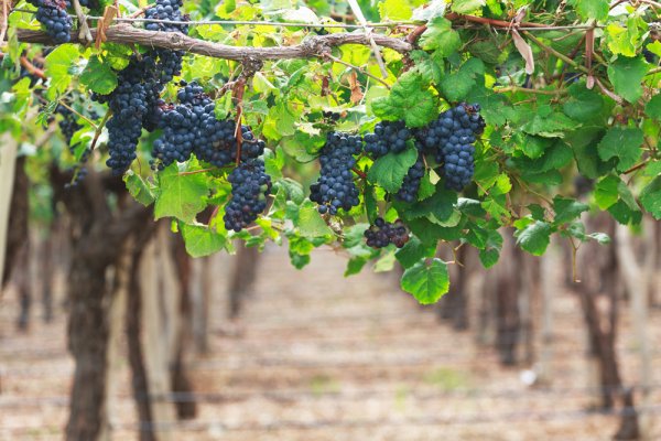 Grape vines at a Mendoza winery