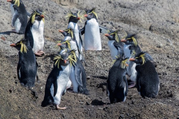 Northern Rockhopper Penguins on a rocky slope