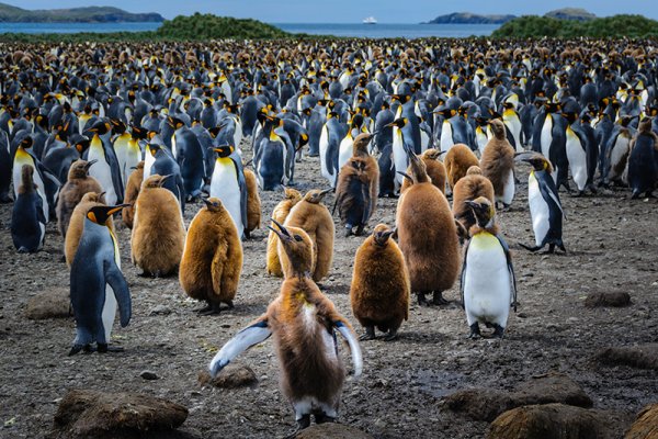 King penguins South Georgia