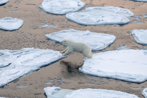 Polar bear jumping over a gap in the ice