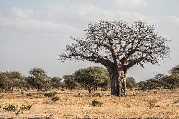 safari in tanzania witness ancient baobab tress
