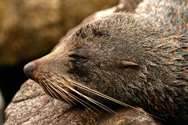 seal New Zealand