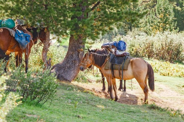 Resting horses, Patagonia